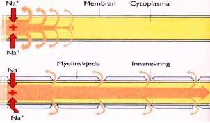Aksjonspotensialet, forts. Kilde: encefalus.com Nerveledning Aksjonspotensialet overføres langs med aksonet.