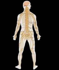 Nervesystemet - oversikt Sentralnervesystemet (hjernen og ryggmargen) Det perifere nervesystemet