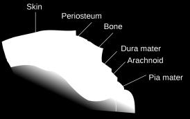 Senehinnen (dura mater) er tykk og ligger ytterst.
