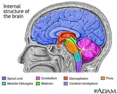 Hjernen oppbygging Hjernen består av følgende strukturer: Hjernestammen Lillehjernen Storhjernen Hjernestammen Funksjon Bindeleddet mellom ryggmargen og resten av hjernen.