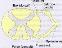 Fra kroppen (bakre rot) går det sensoriske nervefibre