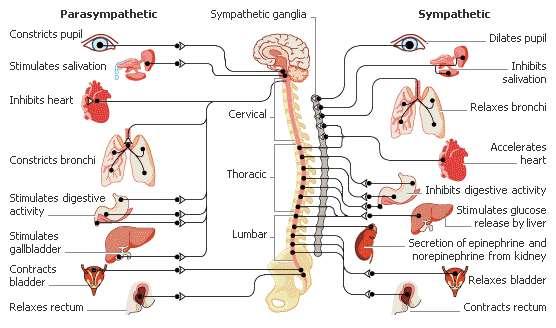 Sympaticus og parasympaticus Kilde: drericchan.wordpress.