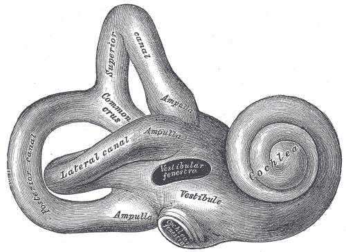 Det indre øret Sneglehuset: Spiralformet kanal som inneholder