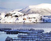 Opprinnelsesmerking er ment å bidra til å øke verdiskapningen i norsk matproduksjon, og gi