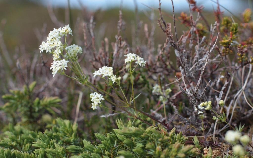 På Helgeland blir ikke røsslyngplantene like store sammenlignet med på Vestlandet, og andelen brennbar ved i de gamle plantene er ikke like høy.