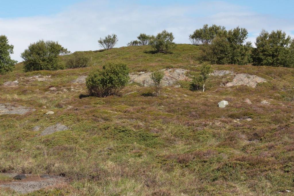 5.2.2. Delområde 2 Delområde 2 består av åtte sviflater fordelt på et bredt nes mot nord, ikke langt nord fra turstien som strekker seg på tvers gjennom naturreservatet.