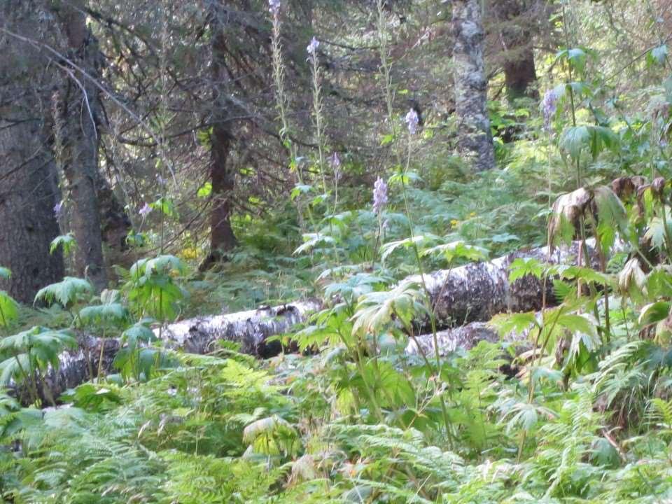 Høring av verneplan for skog Utvidelse av Skirvedalen naturreservat i Tinn kommune, Telemark Parti med