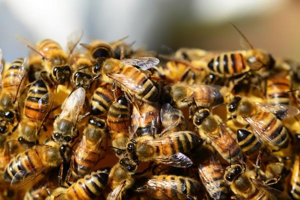 Mortalitet angis til 4%, og i tillegg 2% med alvorlig hjerneskade Insekts stikk: Hurtig innsettende symptomer.