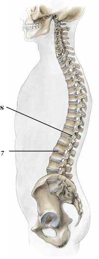Vertebra - virvel 1. Corpus vertebrae - virvellegeme 2. Arcus vertebrae - virvelbue 3. Processus spinosus - ryggtagg 4. Foramen vertebrale - virvelhull 5.