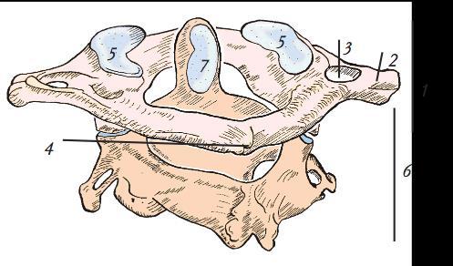 Columna cervicalis Atlas & axis 1. Atlas 2. Processus tranversus 3. Foramen tranversarium 4. Tuberculum posterior 6. Axis 7. Dens axis 31 Columna cervicalis 1.