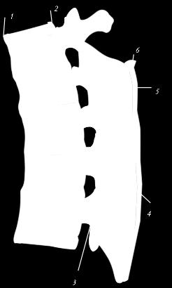 longitudinale anterior 2. Lig. longitudinale posterior 3. Lig. Flavum 4. Lig. Interspinale 5.