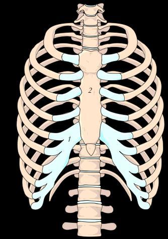 Brystkassens øvrige skjelett Anatomiboken Skjelettlære side 25, og side 33 Topografisk anatomi side 156 43 T1 - T12