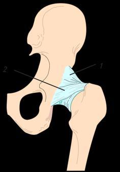 iliofemorale 2. Lig. ischiofemorale 3.