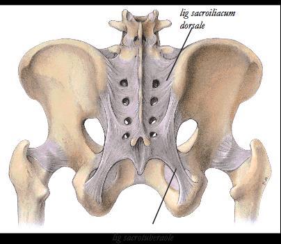 Ligamenter i art. Sacroiliaca posteriort Lig sacroilacum dorsale 1. Lig. Sacroilacum dorsale 2.