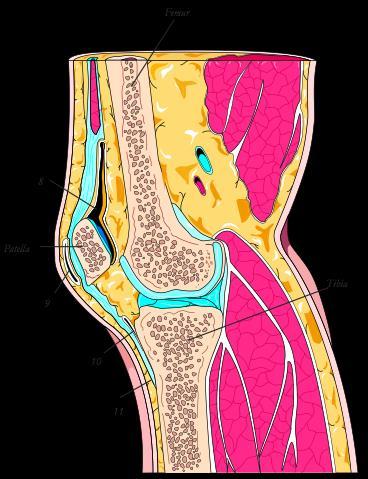 Art. genus anteriort 1. Meniscus medialis 2. Meniscus lateralis 3 4 5 3. Lig.