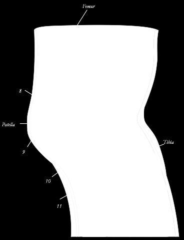 genus Femur 8. Bursa suprapatellaris 9. Bursa prepatellaris 10.