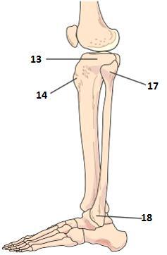 Crus - underben 13. Condylus lateralis tibiae 14. Tuberositas tibiae 17. Caput fibulae 18.