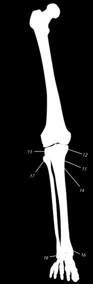 Epicondylus lateralis tibiae 14. Tuberositas tibiae 15. Pes anserinus gåsefoten 16.