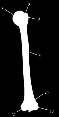 Humerus - overarmsbenet 1. Caput humeri 3. Tuberculum majus 4.