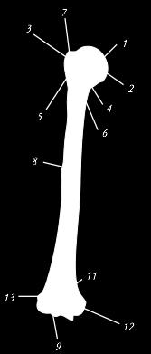 Crista tuberculi minoris 7. Sulcus inter tubercularis 8.