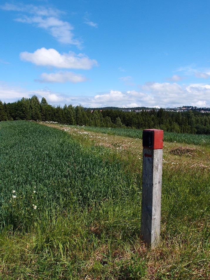 Ungskogpleie er av de viktigste skogkulturarbeidene, og har stor betydning for kvaliteten og verdien på den framtidige skogen.