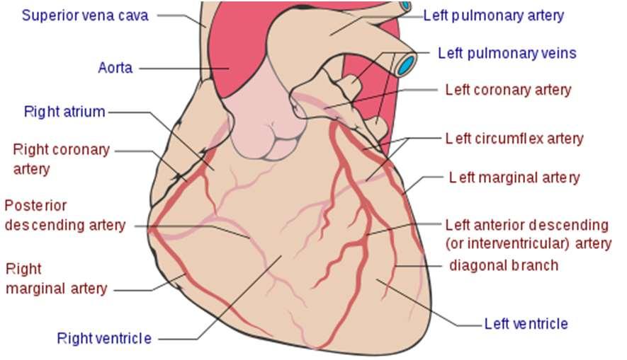 Eksempel 2 Maskinlæring og hjertekransårer Trange hjertekransårer kan føre til angina og hjerteinfarkt Ny teknologi gjør det mulig å måle blodstrømmen in årene ved hjelp av