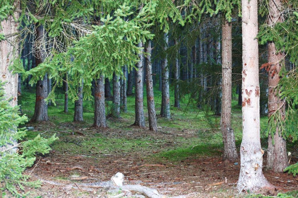 (inkl ordføreren) på befaring i oktober 2016.