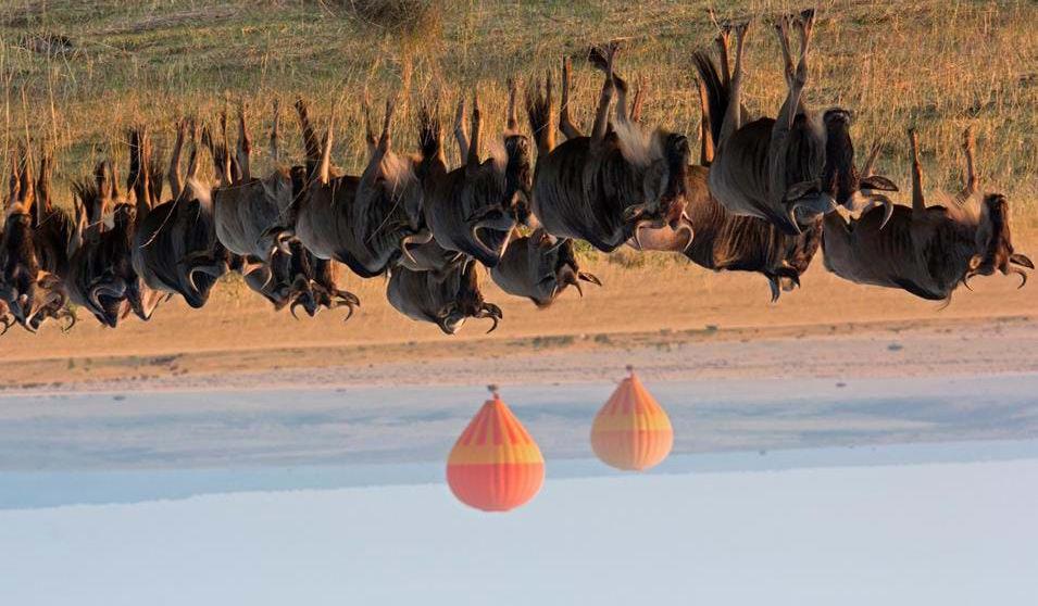 Masai Mara - Safari i Kenya får servert full frokost. Nyt stillheten og dyrelivet fra din egen terrasse eller i loungen - med en uslåelig utsikt ned til vannhullet. Lunsj serveres fra kl. 13:30.