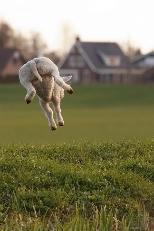 Beiteslepp Overgong til beite : 15 mai og utover Viktig å vere obs på alle overgonger!