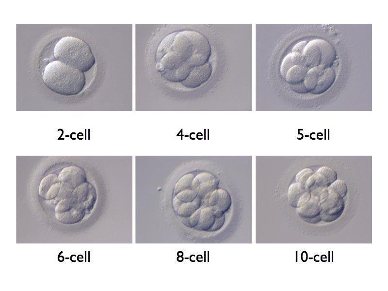 De første stamcellene