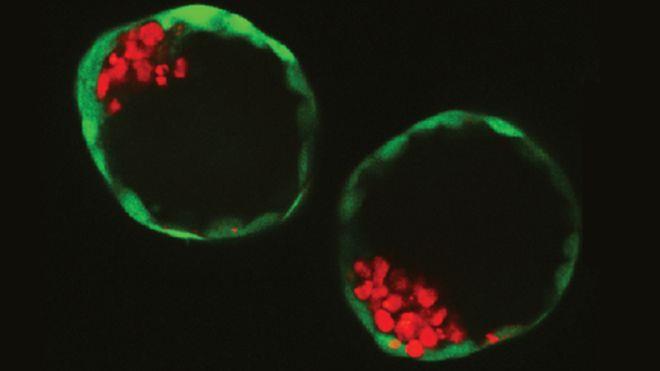 Mai 2018 Lage embryo fra