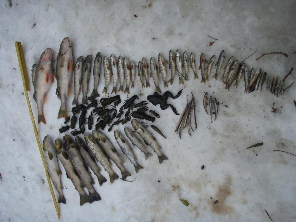 3.2 Fisk NIVA gjennomførte fiskeundersøkelser ifm overvåkningen av Akerselva vår og høst 21, hhv. ultimo april og primo november.