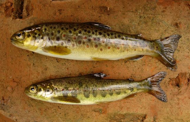 Fiskene på bildene er ikke fra Akerselva. Foto: Kjell Sandaas. 4.