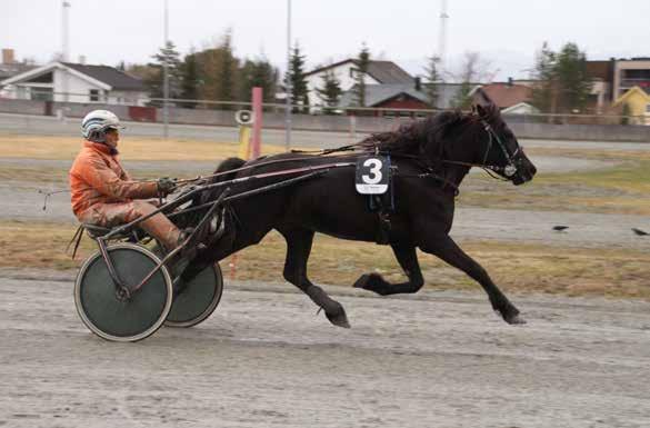 9 10 11 2017: 2-1 -0-0 -0-33.1v -12.000 2016: 0-0 -0-0 -0-0 Solan 5 33,1m 27.000 9 år Svart V v. Lome Elden e. Hjelset Sola v.