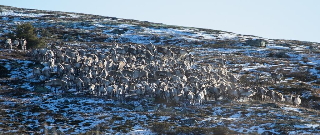 Eksempel fra regional plan for Rondane Sølnkletten Bestillingsbrevet: For å gi klare og entydige rammer for den kommunale arealplanleggingen, er det viktig at omfang