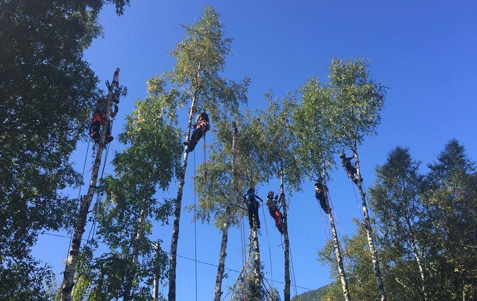 STUDIEPLAN FOR ARBORISTUTDANNING Revidert 2017 FAGSKULEUTDANNING