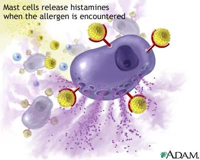 immunceller allergenet for lymfocytter. 2) B-celler kan stimuleres til å danne antistoffer rettet mot allergenet.