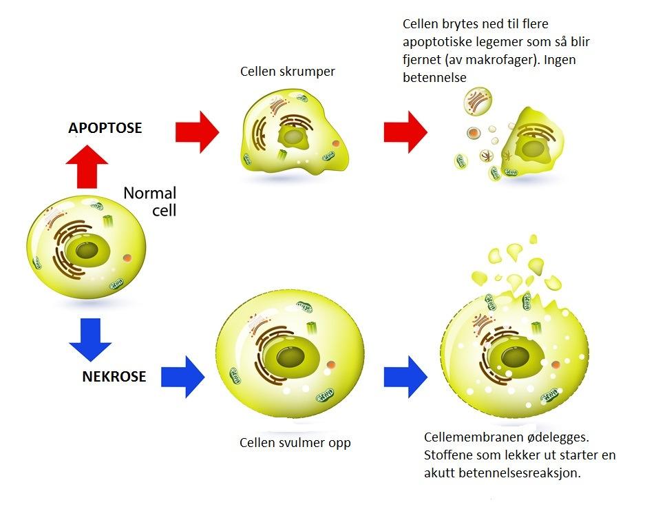 Celledød nekrose Nekrose Ukontrollert celledød som følge av stor celleskade eller årsaker utenfra, som infeksjoner, giftstoffer eller skade.