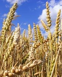 Mykotoksiner (soppgifter) i korn Produseres i kornet på åkeren og når kornet lagres.