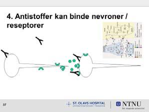 4. Antistoff binder nevroner Binde reseptorer Blokkere Stimulere Inflammasjon, vevsskade (autoimmun) PANDAS Autoimmun encephalitt Limbisk encephalitt