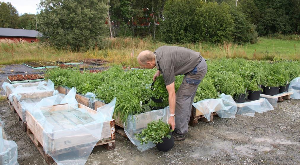 Vannmettet jord Hvilken effekt har vannmettet jord på herding av rødkløver og timotei?