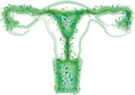 Bakteriell vaginose og aerob vaginitt 7. Vaginalprøve til dyrkning 8.