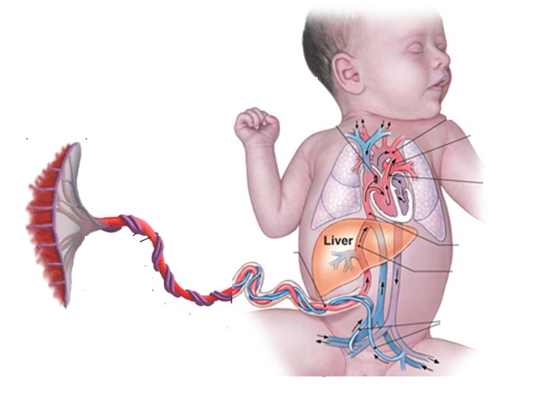 (STAN) 2000 Blodsirkulasjon Fetal Circulation