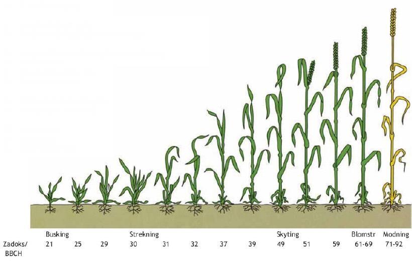 Utviklingstadier i korn Zadoks skala