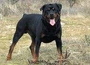 Side 10 Tegneserier. Monicas Rotweiler. Hunden er en fin hund, men den kan være ganske farlig men den biter ganske Hart om den får tak i et bein eller en arm. Men de er også ganske fine.