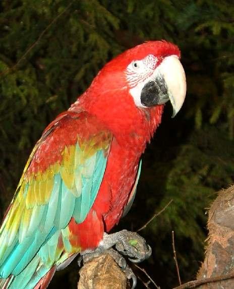 Side 8 Dyr Et fellestrekk for papegøyene er deres store og ofte sterke nebb. De største artende er hovedsakelig fra Afrika og Sør-Amerika.