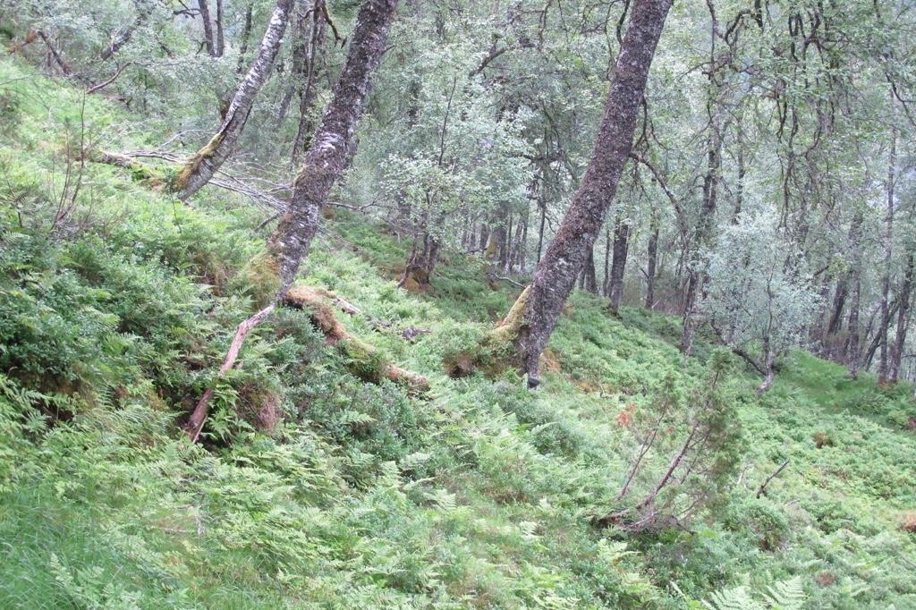 Bilder fra området Vassbotnlia Eldre bjørkeskog med svak lågurtvegetasjon på