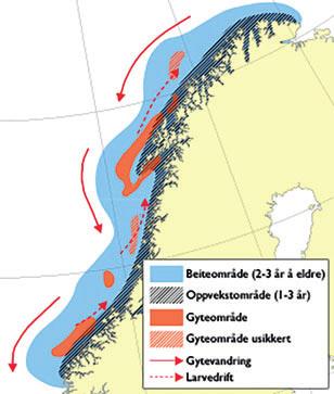 tonn til Noreg Norsk fangstverdi (2013): Om lag 700 mill. kroner Fakta om bestanden: Opptrer både pelagisk og ved botnen. Beitar mest på fisk.