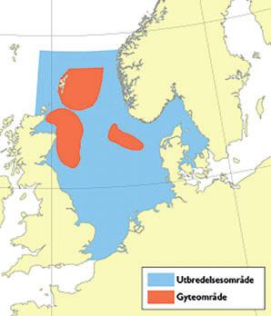 76 Meld. St. 15 2014 2015 Boks 4.13 Hyse i Nordsjøen, Skagerrak og vest av Skottland Figur 4.46 Hyse Foto: T. Wenneck Artsnamn: Hyse Melanogrammus aeglefinus. Maksimal storleik: 60 cm og 4 kg.