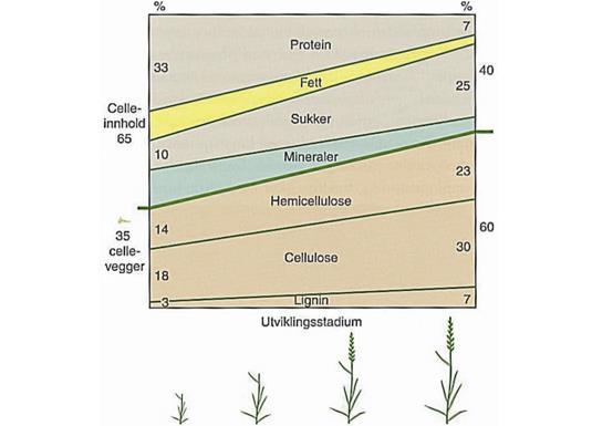 Figur 1 Utvikling av næringsinnholdet i graset som følge av økt utviklingsstadium til graset Grovt men ikke for grovt I og med fiberinnholdet øker med utviklingstrinnet av graset, vil graset etter